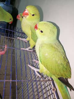 fly tamed mithu beta