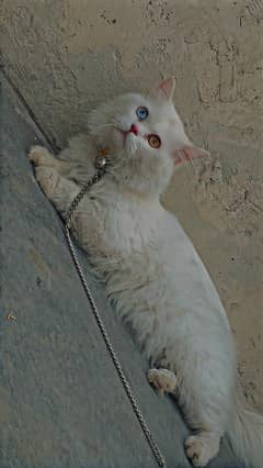 Persian male female doubel eye. . trippel court. . .