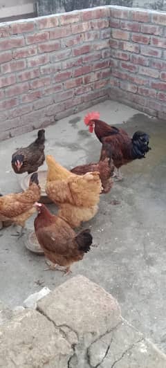 5  Golden Misri Murgiyan 1 Murga Egg Laying