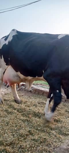 cow for sale