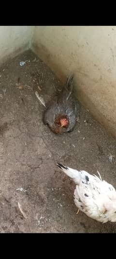 aseel kurak hens