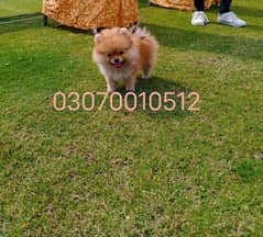 Pomeranian