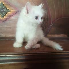 male kitten for sell exchange hojye ga white breedr female ke sath