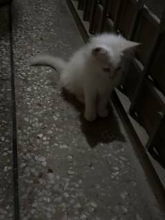 Kittens
