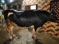 sale a bull