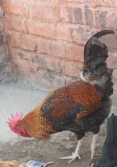 Desi