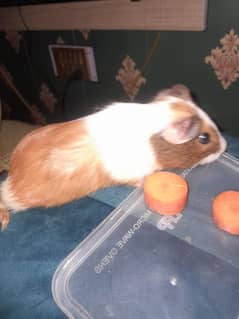 guinea pig