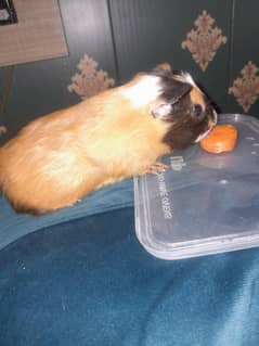 guinea