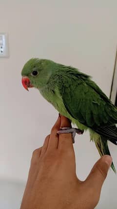 parrot