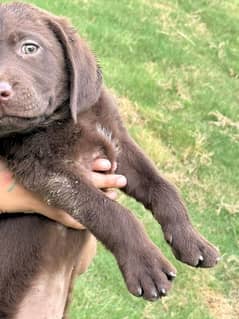Female Pedigree Chocolate Labrador Puppy – American Breed – 2.5 Months