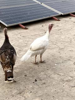 Turkey birds pair for sale in Multan