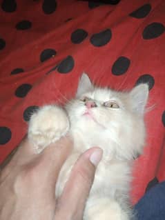 Pur