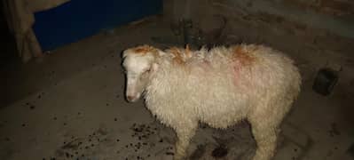 gulabi Nasal KY dumba qurbani KY liay ha