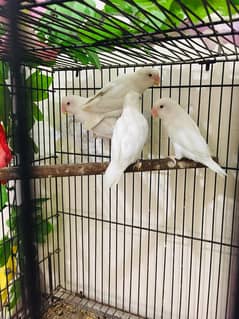 albino Red eyes