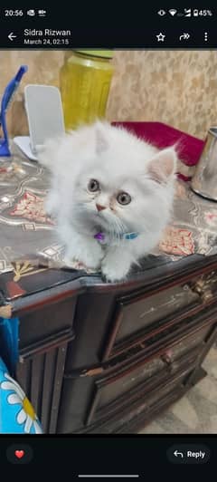 Selling out 2 Persian Cats