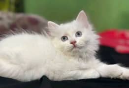 Persian