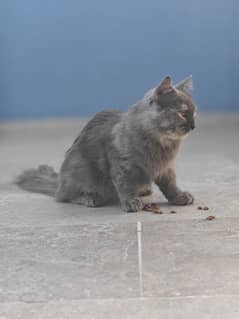 Persian Cat Pair