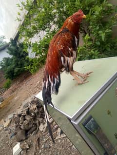Quality Bird available