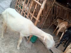 2 sheeps hai pure dera ghazi khan breed
