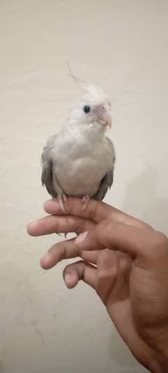 hand tame cocktail