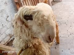 Bakra for sale |Mundri Bhed for Qurbani | Qurbani
