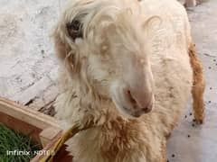 Sheep for sale |Chatra |Mundri Bhed female location UET Lahore