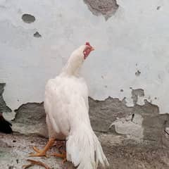 aseell murga gr ka hain