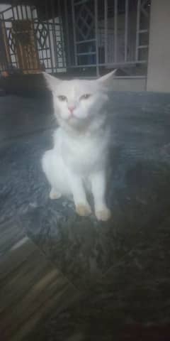 persian