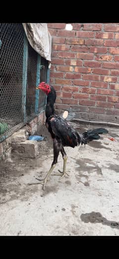 Thai male available