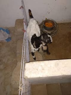Goat baby