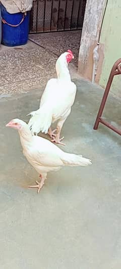Hira