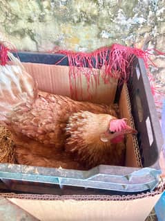 kruk murghi [broody] hen for sale
