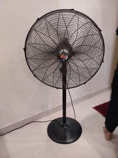 original Royal Fan