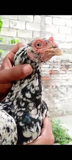 For sale