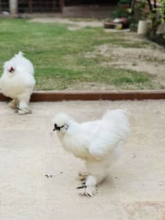 triple coat silkie