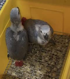 African grey parrot chicks for sale 0370*71*10*419