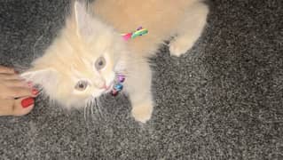 Persian kitten age: 2 months . Male. Playful . Dewormed.