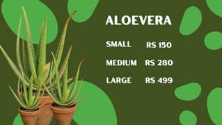 Best Price Aloe Vera Plants – Bring Home Wellness Today!