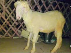 mundra for qurbani 2 dant 03101030309