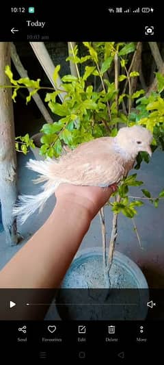 Fancy breed ka dove hai or exchange possible with other birds