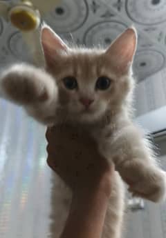 kitten
