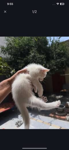 Persian Kitten For Sale