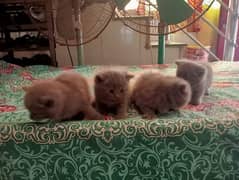 Irani cats