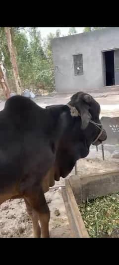 Qurbani Bull live  Rs. 800/-kg  Cell # 03004343070