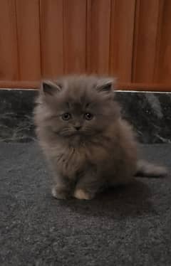 Six months old very cute Persian kitten