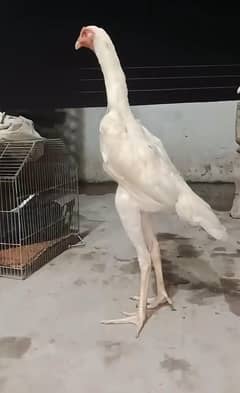 White o shamo