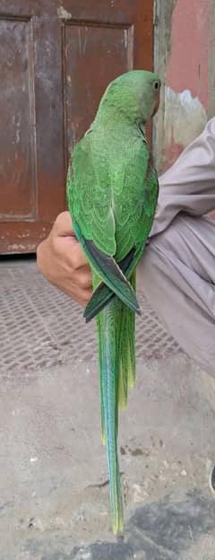 PAHARI tota