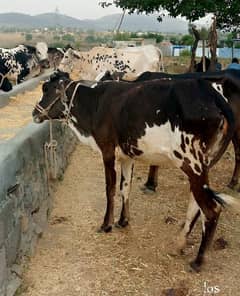 Cows for qurbani contact fast for buy 03125173572