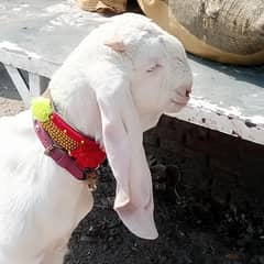 Desi Bakra for sale