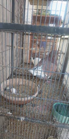 pigeon